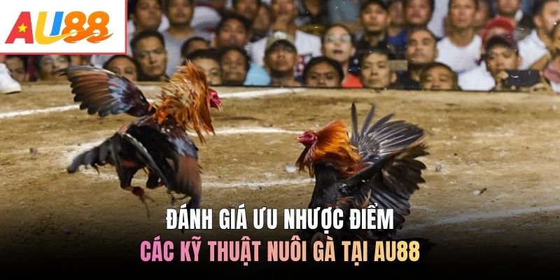 Đánh giá ưu nhược điểm các kỹ thuật nuôi gà tại AU88