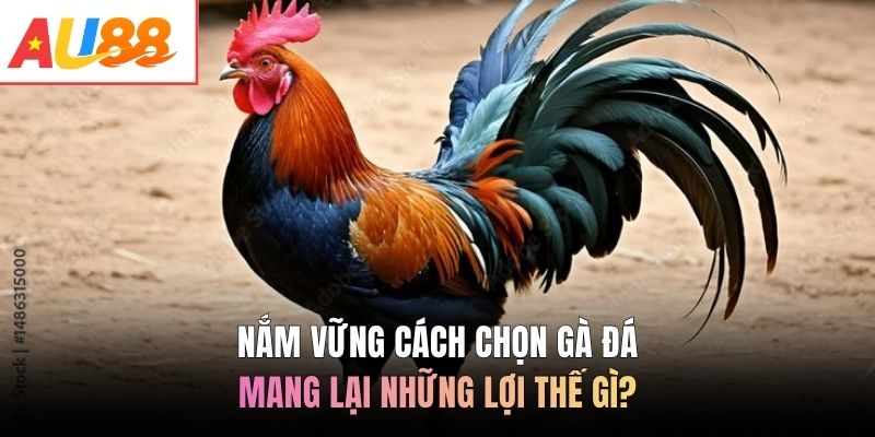 Nắm vững cách chọn gà đá mang lại những lợi thế gì?
